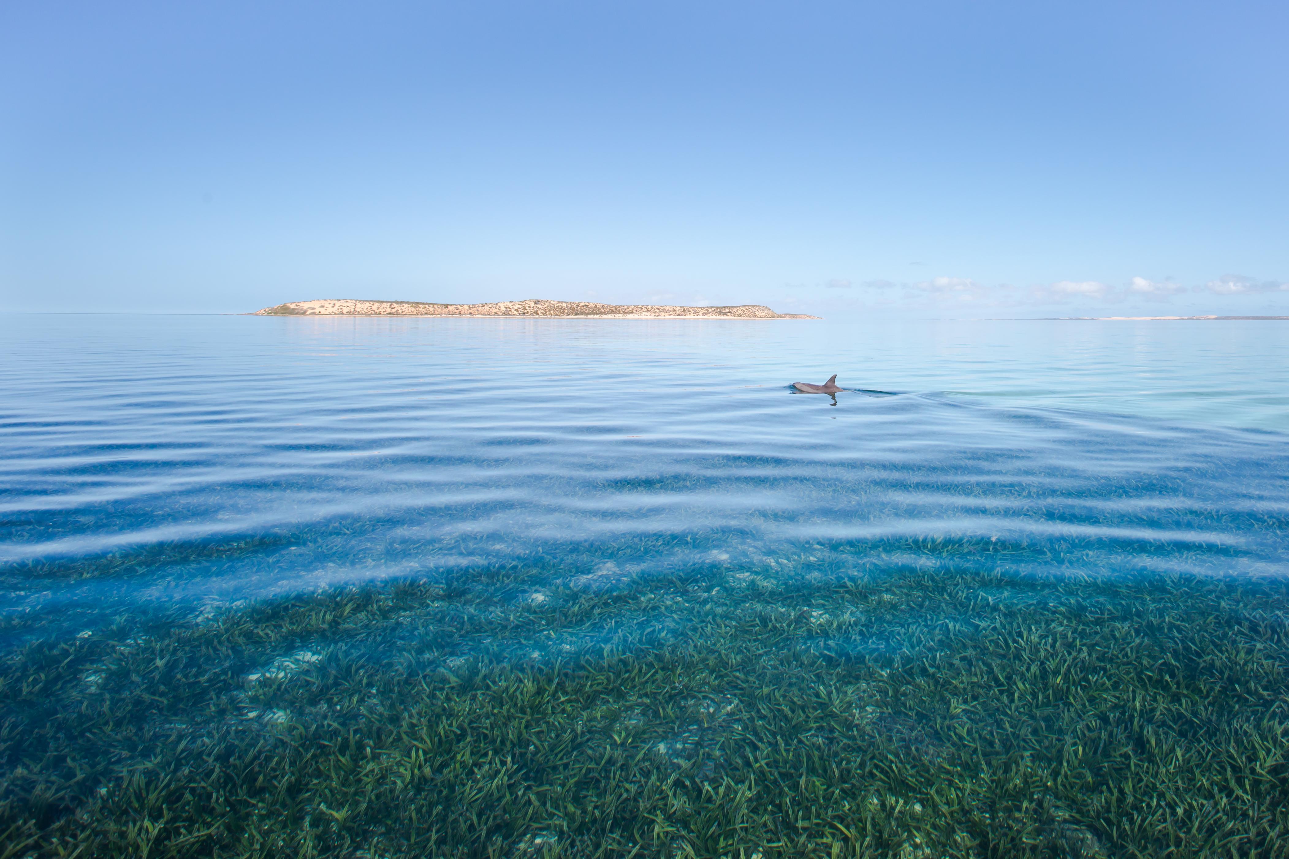 Image of Australia's Shark Bay area with a dolphin in the background
