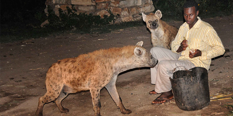 Spotted hyena being hand fed