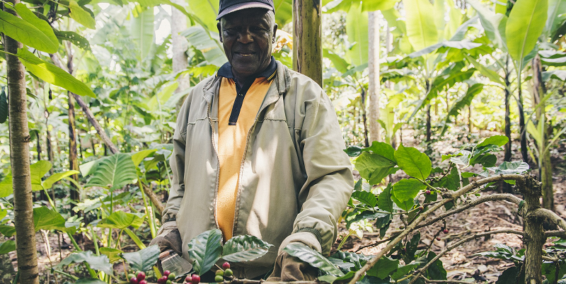 A solitary farmer with a machete harvesting a berry crop in an African jungle.