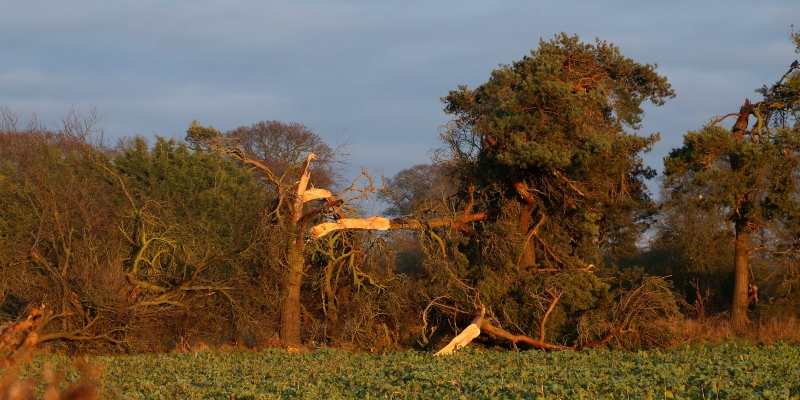 Trees with branches ripped from them by a tornado in Ternhill, Shropshire, on 17 November, 2016.