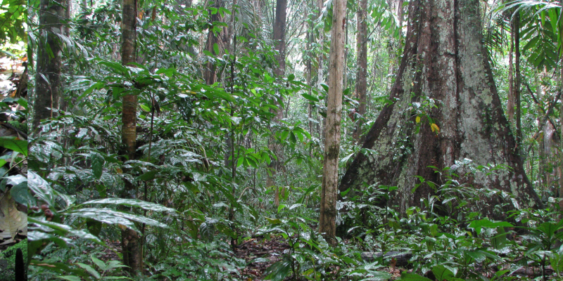Tropical rainforest in Peru.