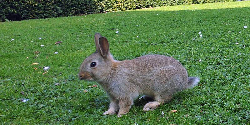 Young rabbit on grass