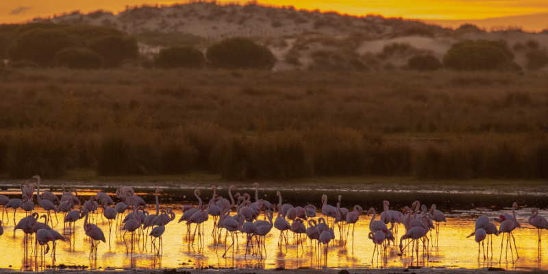 Flamingos searching for food at unset in the Doñana wetlands