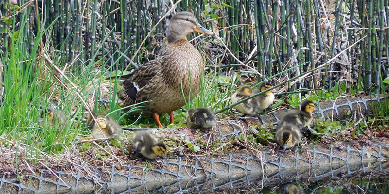 Mother duck and ducklings in front of reeds
