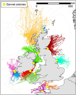 A map showing the flights of individual gannets from colonies around the UK