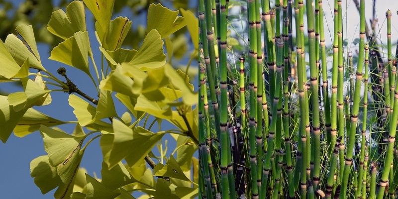 Ginko, horsetail