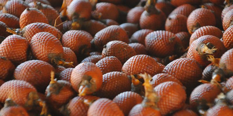 Dozens of Mauritia palm fruit. Their red skins are said to resemble snakes scales.