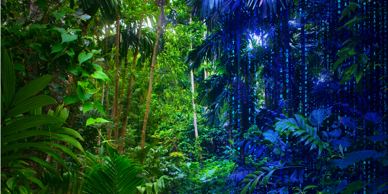 A rainforest. The left side of the images shows part of an actual forest. The right side of the image shows a virtual representation, embedded with code-like numbers.