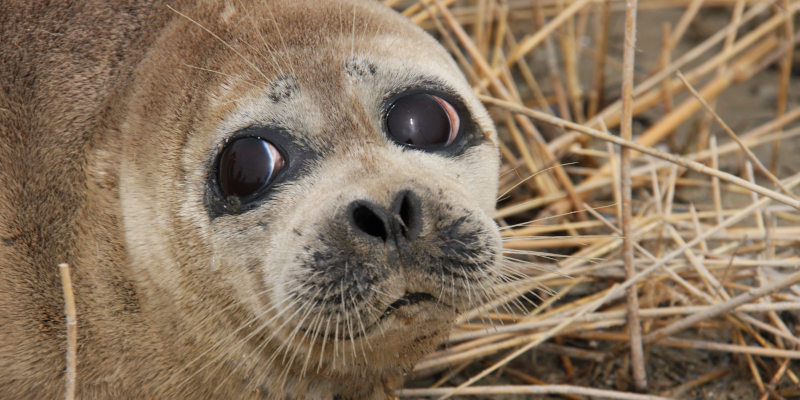 Caspian seal face and neck after moulting