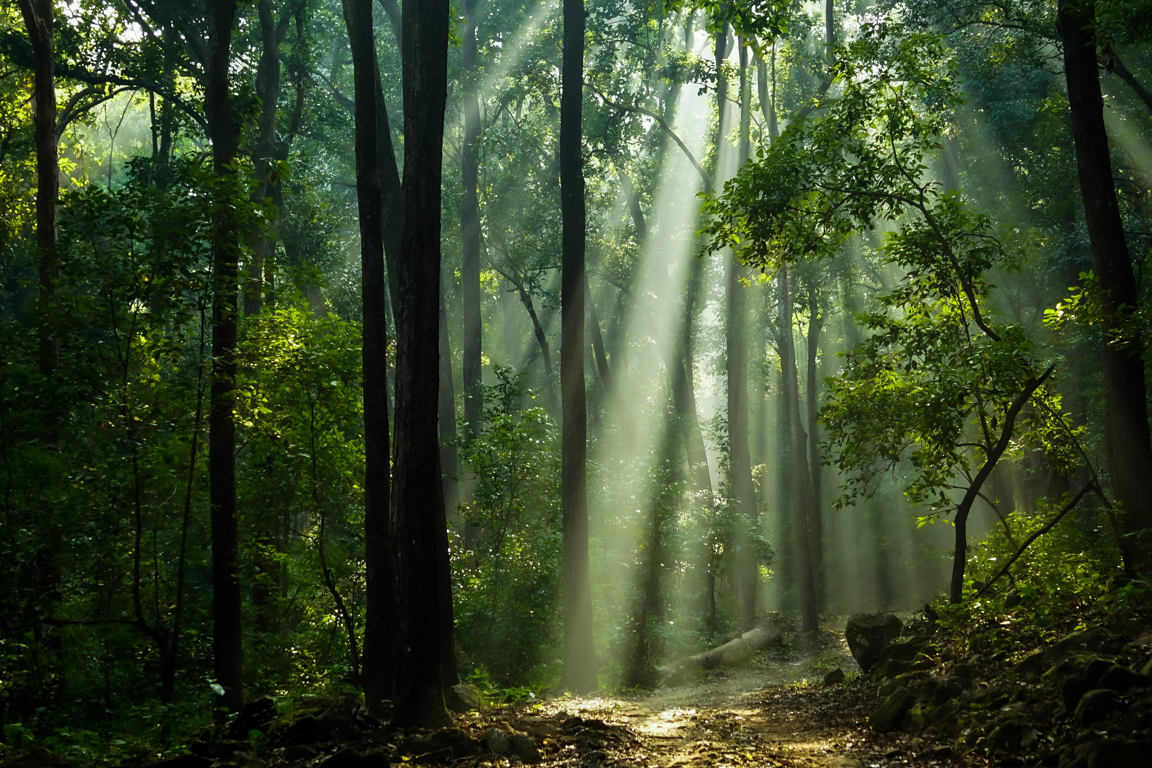 Amazon - how will it cope with drought? - Vimarsana News