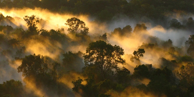 Tropical forests' carbon sink 'already rapidly weakening'