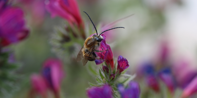 Protecting UK insect populations post-Brexit