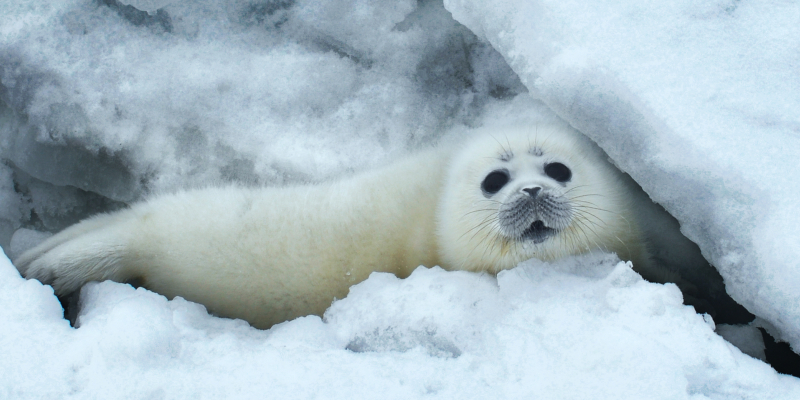 Endangered Caspian seal habitat awarded important marine mammal area status - Vimarsana News