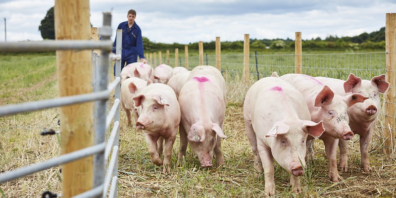 University opens National Pig Centre in Yorkshire