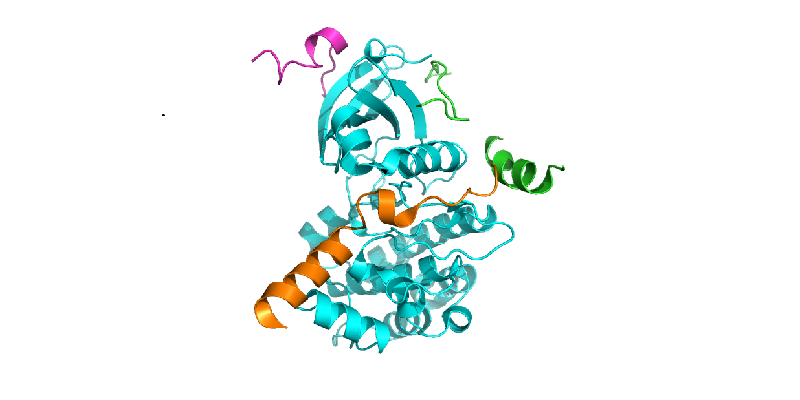 Understanding the way proteins shapeshift 