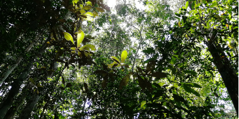 Severe drying of the Amazon forest