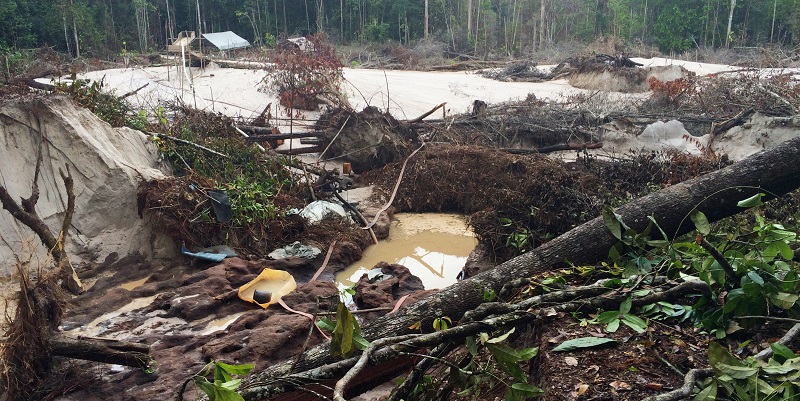 Gold mining restricts Amazon rainforest recovery 