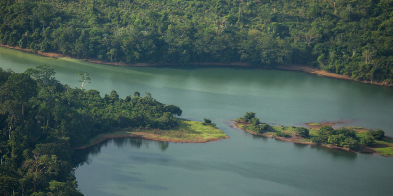 University of Leeds | News > Environment > Half of all Amazonian tree ...