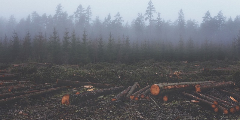 The Impact Of Deforestation