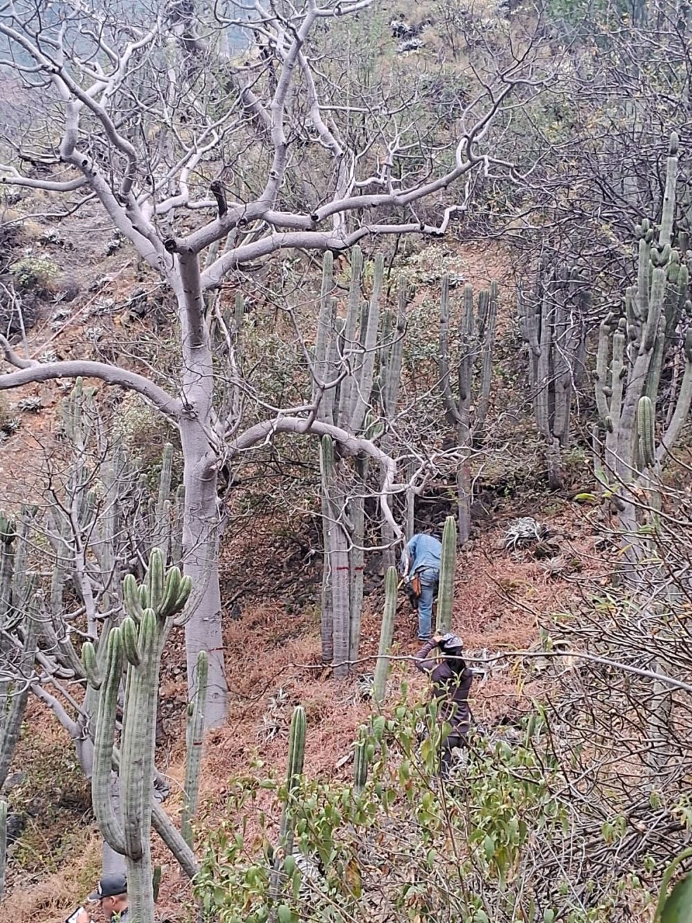 Two researchers in a forest environment where trees and cacti are growing.