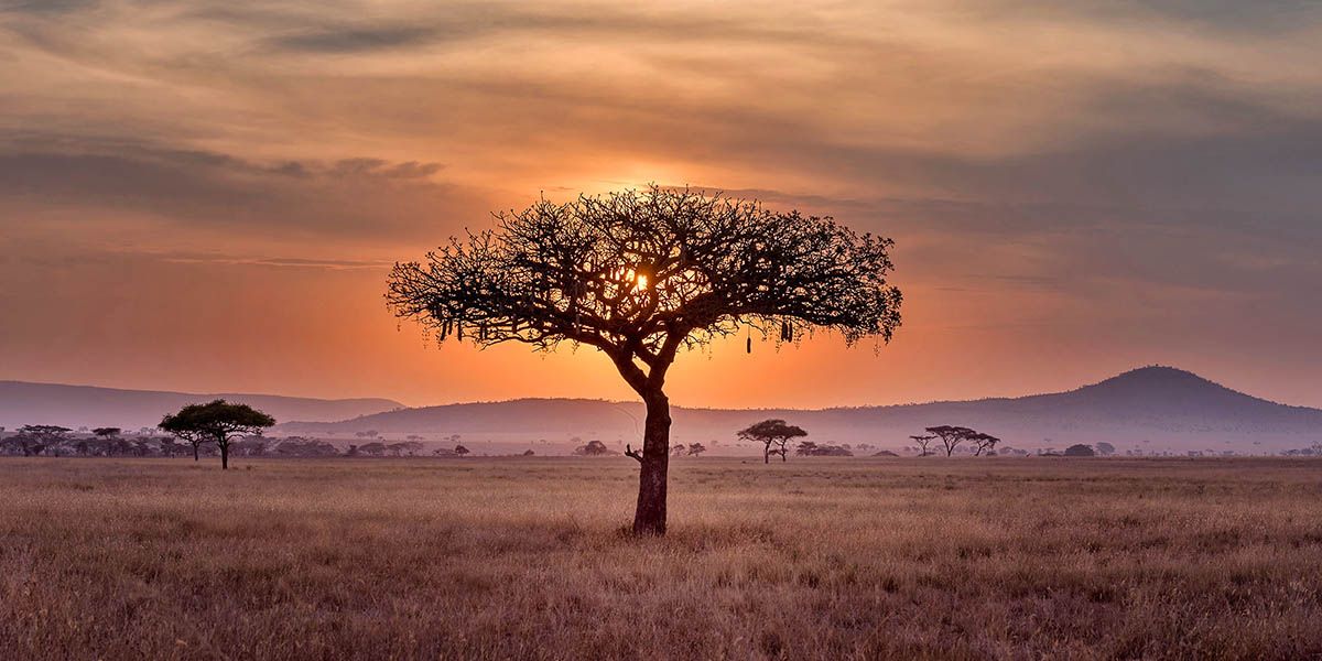 African landscape depicting a sunset and a lone tree.