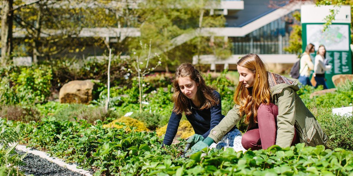 Two students kneel down to plant strawberries in the Sustainable Garden on campus. The bed is full of strawberries in leaf and other greenery and trees sit behind the students.