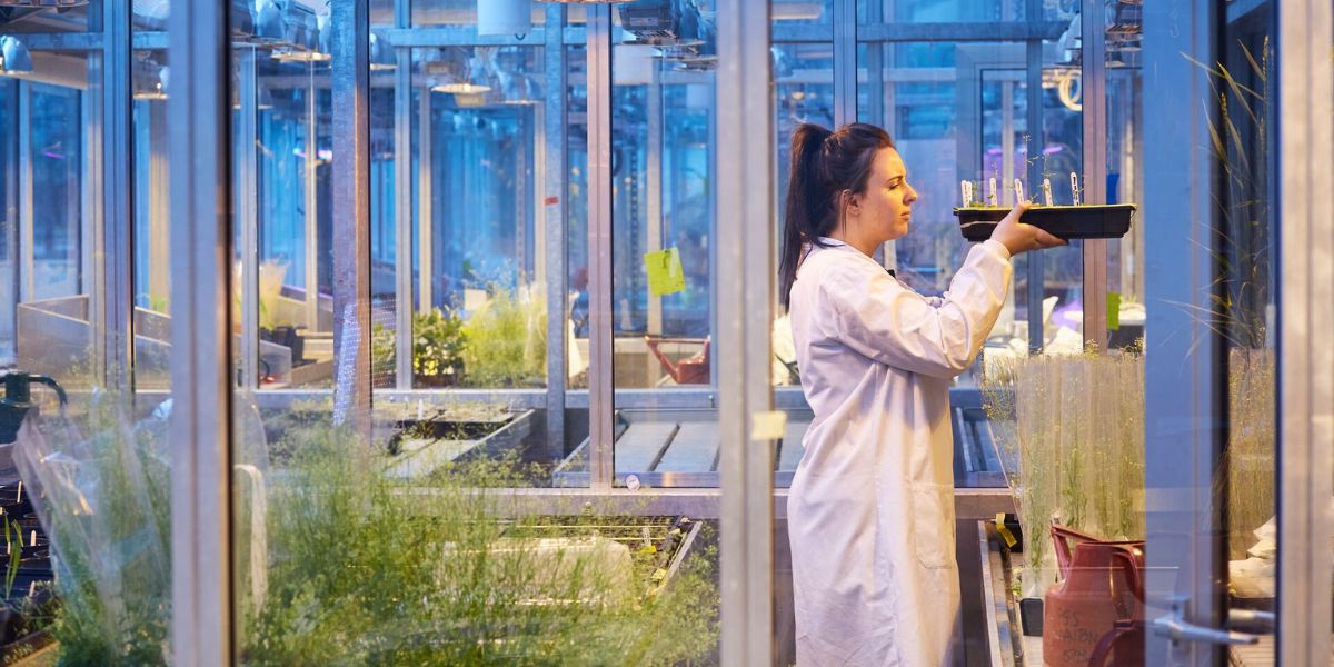 A researcher holds up a tray of seedlings and examines them. The researcher is wearing a white lab coat and is standing inside a large greenhouse, in which various seedlings and plants are being grown.