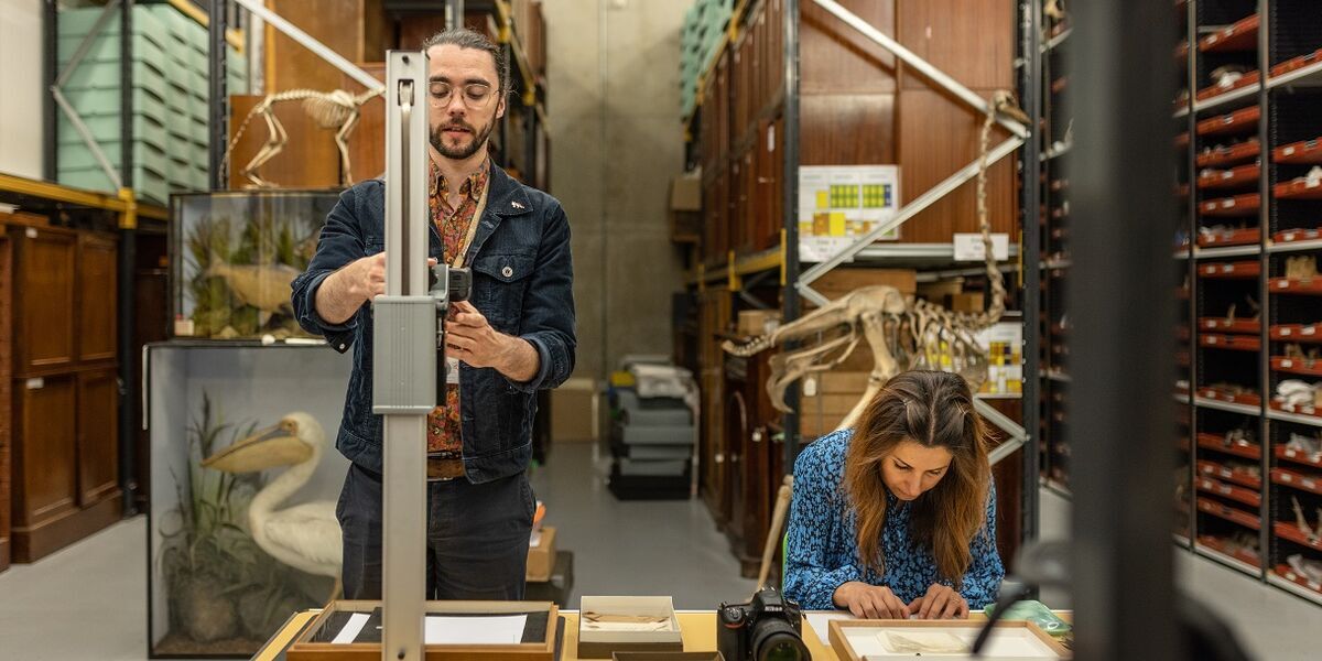 Two people examining objects in warehouse that looks like it houses archives with wooden cabinets, animal skeletons and taxidermy.