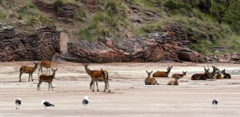 Red deer on a beach on the Isle of Rum