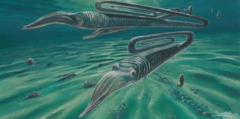 Painted reconstruction of typical Cretaceous marine environment in Antarctica, including the paperclip-shaped ‘heteromorph’ ammonite Diplomoceras.
