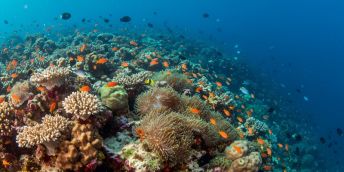 Colorful coral reef with orange fish and various corals in a deep blue ocean