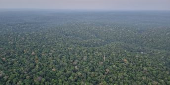 Aerial view of a dense green forest canopy with grey sky in far distance