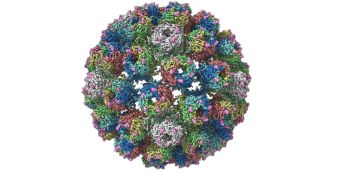BK Polyomavirus