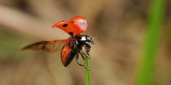 A red and black ladybird flies towards a green plant stem