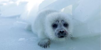 Close-up of a fluffy, white Caspian Seal pup on the ice