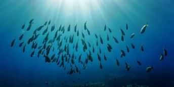 Schools of fish in rays of sunlight