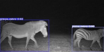 Two zebra caputred on a night camera. Left Zebra is the Grevys endangered zebra and the right zebra is a plain zebra.