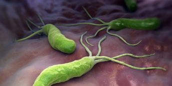 Helicobacter pylori, a bacterial pathogen carried by 4.4 billion people worldwide