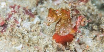 Adult male Hippocumpus nalu