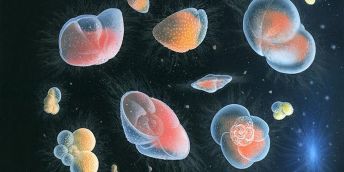 Depictions of present-day planktonic foraminifera floating in the deep sea. Image credit: Richard Bizley, BizleyArt