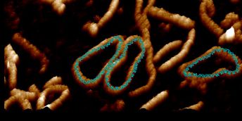 Circular strands of DNA. Superimposed on them is the double helix structure of the molecule.