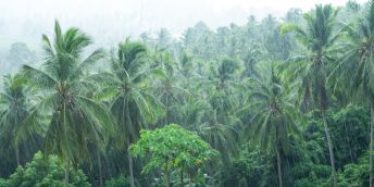 Heavy tropical rainfall in a coconut grove