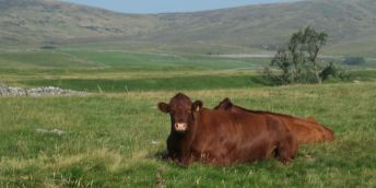Red poll cattle lying down in a field with Ingleborough in the background.