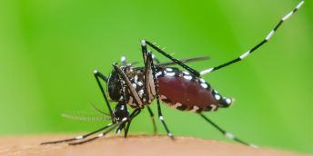 A tiger mosquito on skin, which has been responsible for the spread of dengue fever and yellow fever