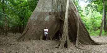 Dr Bruno Cintra stands next to a tree in the Amazon. The darker shade on the bark reveals previous flood levels reached several metres in depth.