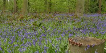 In the middle of a forest there is a field of bluebells growing out of green grass with a stump in the foreground that has red mushrooms growing out of it.