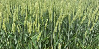 A field of lush green wheat crops.