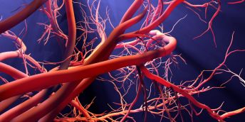 An illustration of capillaries