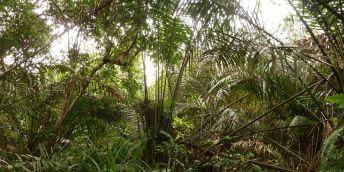 A palm swamp forest in the Congo