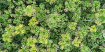 Drone viewpoint taken looking directly down on a palm tree canopy